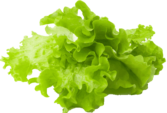 lettuce